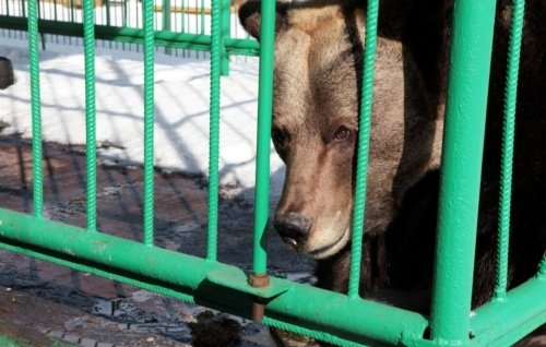 В Ярославском музее-заповеднике впала в спячку медведица Маша