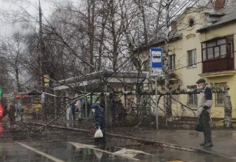 В Заволжском районе береза перегородила дорогу: фото_168613