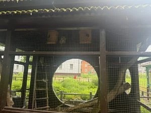 В Свято-Алексиевской Пустыни Ярославской области нашли животных без маркировки и учёта