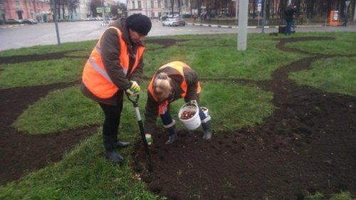 В Ярославле посадят 20 тысяч луковиц тюльпанов 