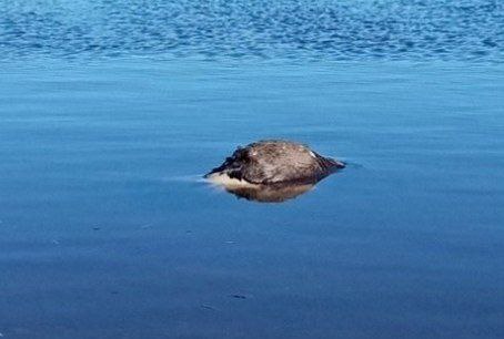 Ярославцев напугал труп коровы в Волге недалеко от водозабора_271056