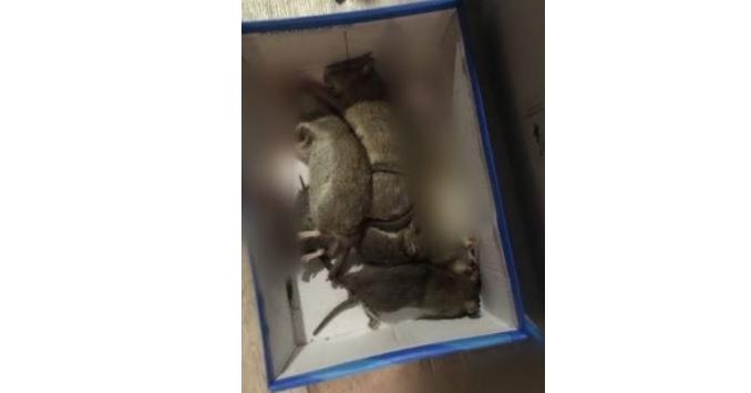 Нашествие крыс: ярославна «собрала» целую коробку грызунов