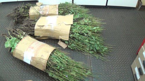 В Пошехонском районе изъято около двух килограммов маковой соломы