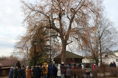 Ярославской липе присвоили статус памятника живой природы
