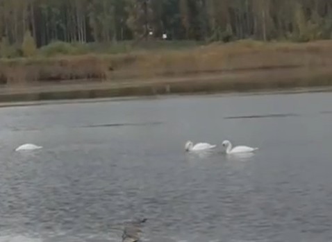 Белые лебеди остановились на карьерах в Ярославле