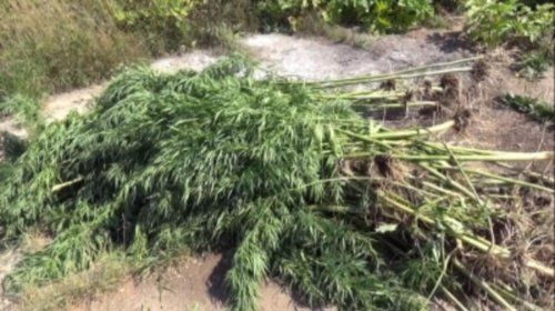 В Некрасовском районе полицейские уничтожили дикорастущую коноплю