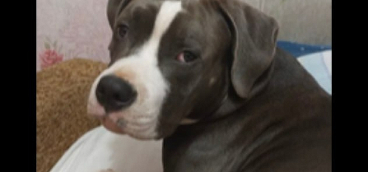 Четвероногого друга ищут все: стаффорд Ник пропал в Ярославской области_309706