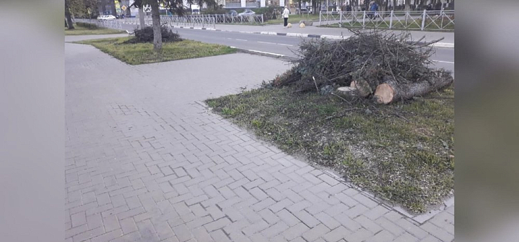 Жители Дзержинского района Ярославля пожаловались на спиленные деревья