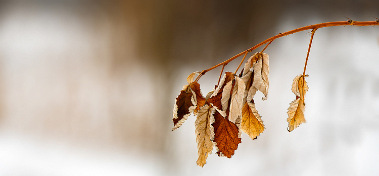 Может намести сугробы: в Ярославскую область идёт мощное похолодание