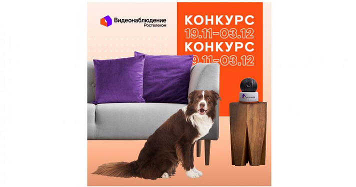 В главных ролях — ваши домашние любимцы: конкурс от «Ростелекома»