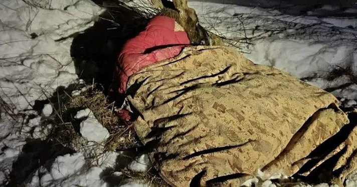 Незримый щит: ярославцы встали на защиту обессилевшего лося