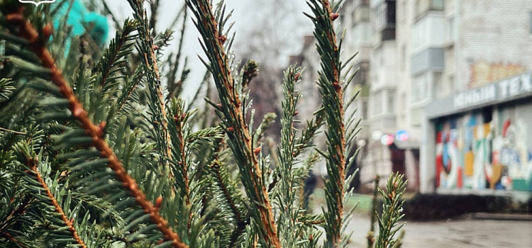 В Ярославле открылись ёлочные базары