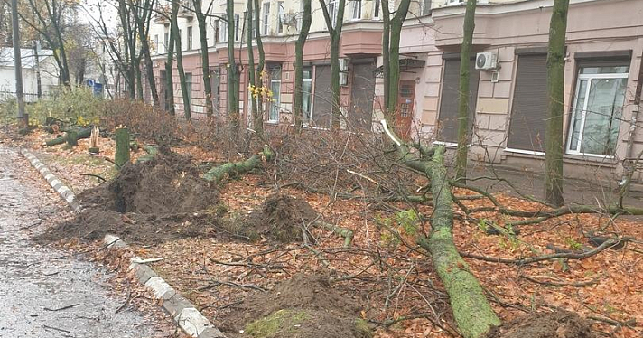 В центре Ярославля вырубили клены, чтобы обустроить парковку