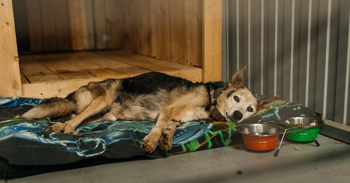 Ярославль заключил контракт на 2,4 миллиона рублей с местным приютом для бездомных животных