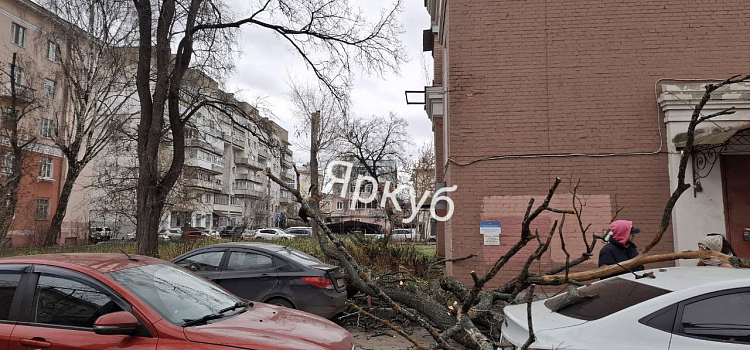 В центре Ярославля дерево рухнуло на припаркованные автомобили_307006