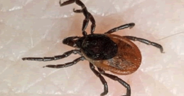 Первые клещи атаковали ярославцев