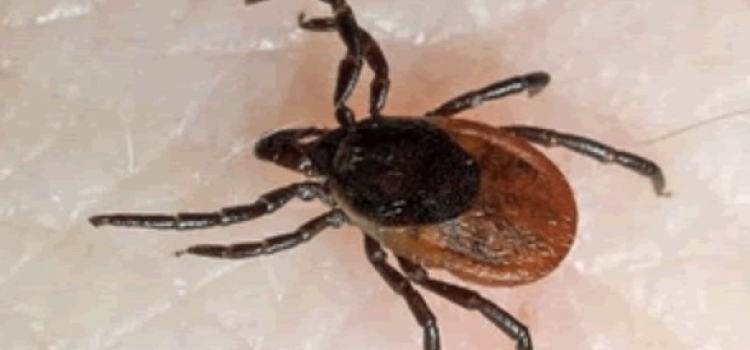 Первые клещи атаковали ярославцев