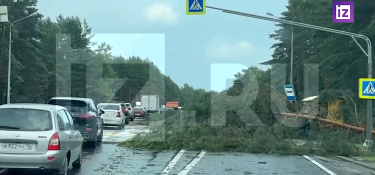 Автомобили в кювете и вырванные деревья: под Ярославлем разбушевался сильный ураган вблизи аэропорта_245498