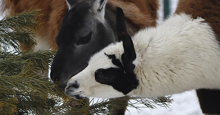 В Ярославском зоопарке снова начали принимать старые ёлки