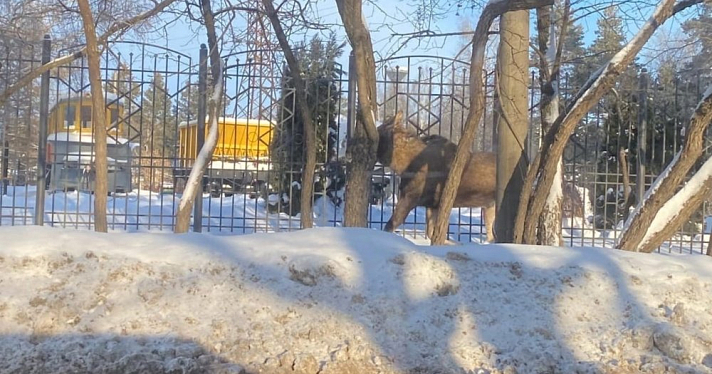 В Ярославле рядом с детской железной дорогой гуляет лось