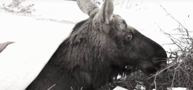 Финал истории с Октябрём: спасённый в Ярославской области лось не перенёс долгой дороги