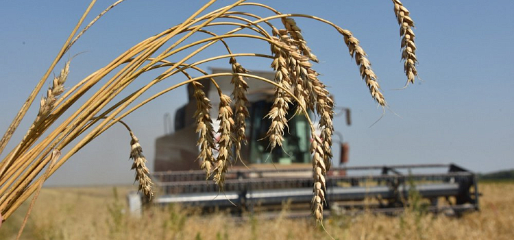 В России экспорт продукции АПК за 2021 год достиг 34,2 миллиарда долларов