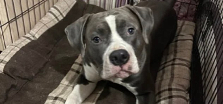 Четвероногого друга ищут все: стаффорд Ник пропал в Ярославской области