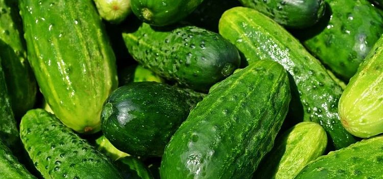 Врач из Ярославля высказался о монодиетах