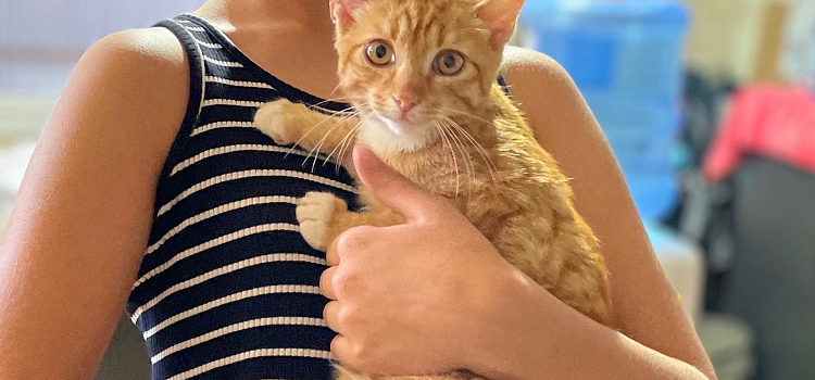 В Ярославской области массово стерилизовали кошек_306144