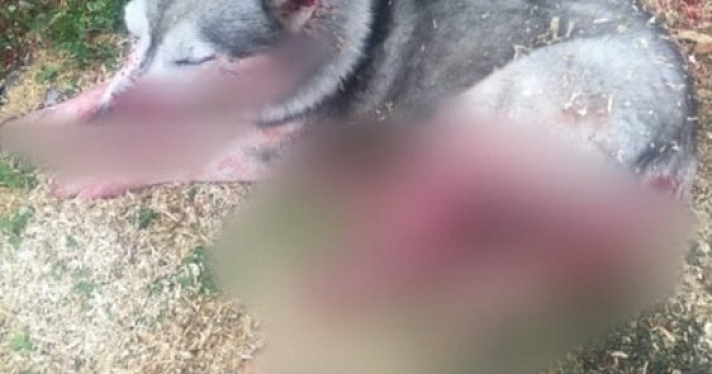 В Угличском районе местные жители несколько раз выстрелили в собаку