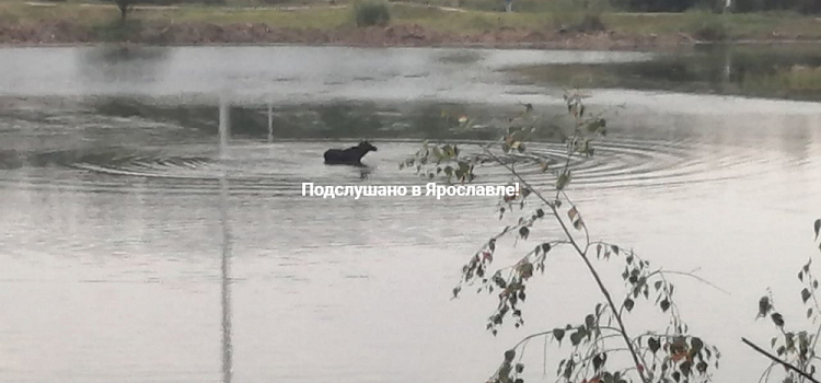 В Ярославской области рыбаки перерезали горло переплывшему Волгу лосю