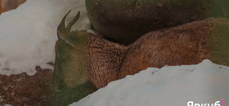 Ледяные забавы в Ярославском зоопарке: морозный фоторепортаж_310296