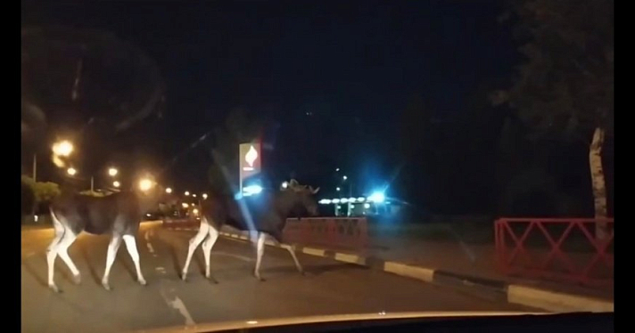 Видео дня. Лоси снова вышли к ярославцам