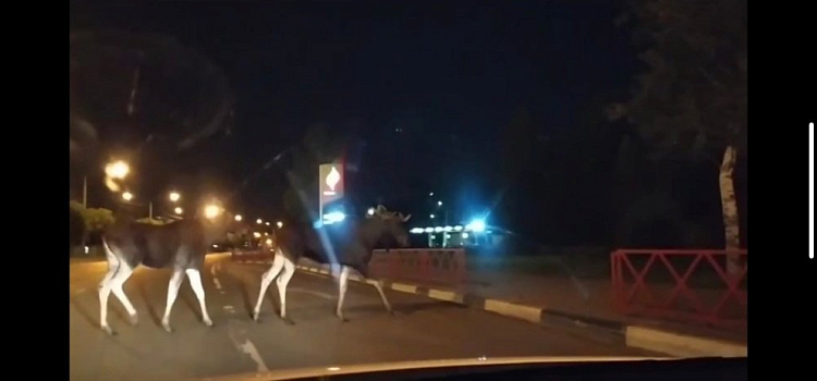 Видео дня. Лоси снова вышли к ярославцам