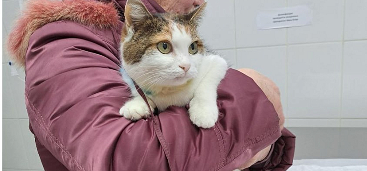 В Ярославской области неизвестный выстрелил в кошку, но об этом стало известно лишь во время осмотра_309690