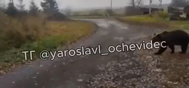 В Ярославской области медведи всё чаще подходят к населённым пунктам_306117