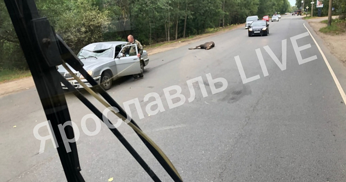 В Заволжском районе Ярославля сбили молодого лося