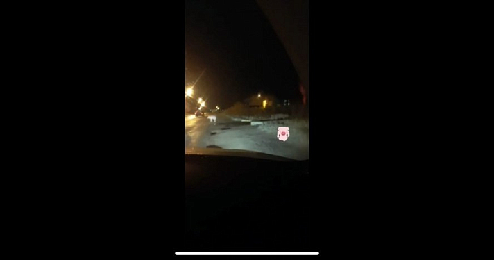 Видео дня. В Рыбинске вдоль дороги ходят дезориентированные свиньи