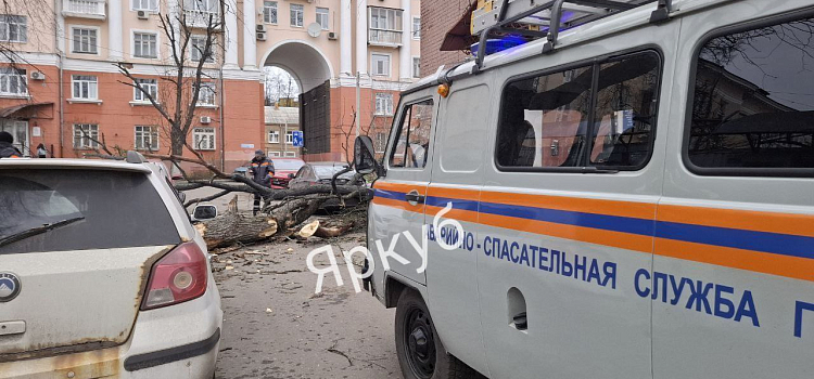 В центре Ярославля дерево рухнуло на припаркованные автомобили_307008
