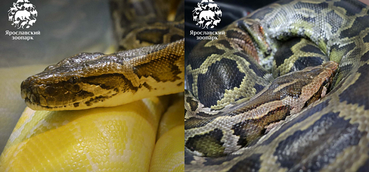 В Ярославском зоопарке поселился новый обитатель