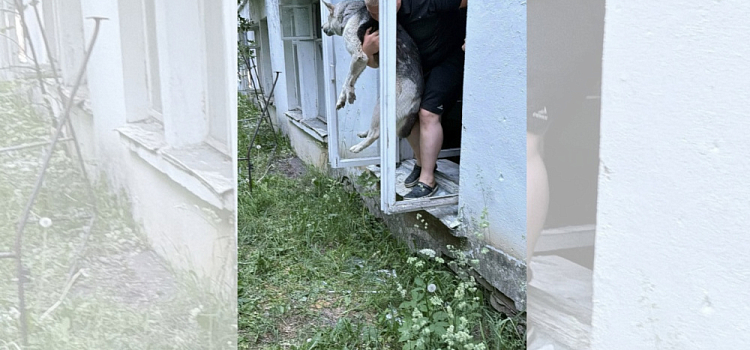 «Она сидела рядом и звала на помощь»: в Ярославской области собаку, запертую заживо в заброшке, вызволили на свободу