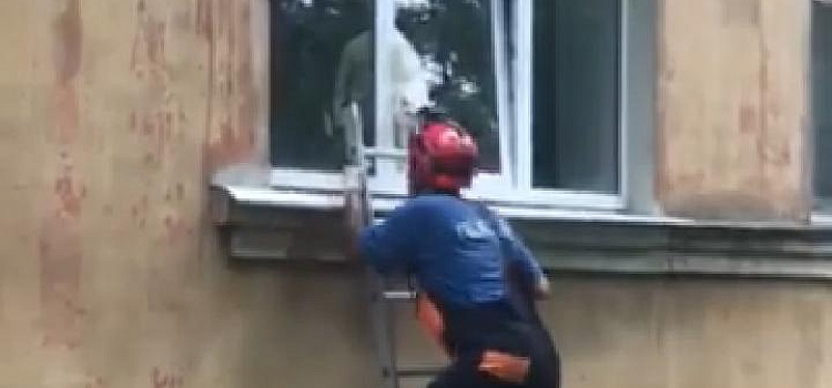 Ярославские спасатели освободили кота, зажатого оконной рамой_164853
