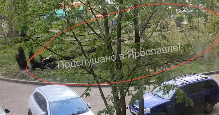 В ярославском дворе дерево придавило несколько автомобилей_272250