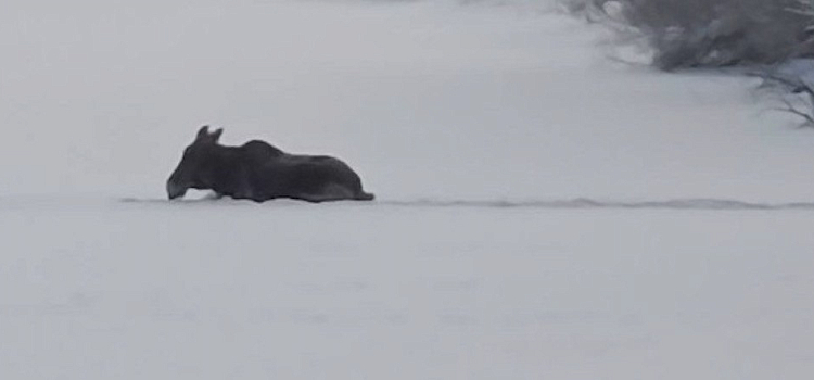 Незримый щит: ярославцы встали на защиту обессилевшего лося_310386