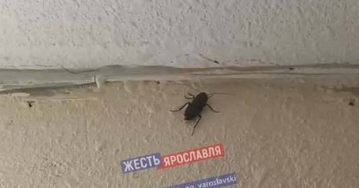 «Чёрные, длиной до пяти сантиметров»: полчища тараканов пугают жителей дома в Ярославле
