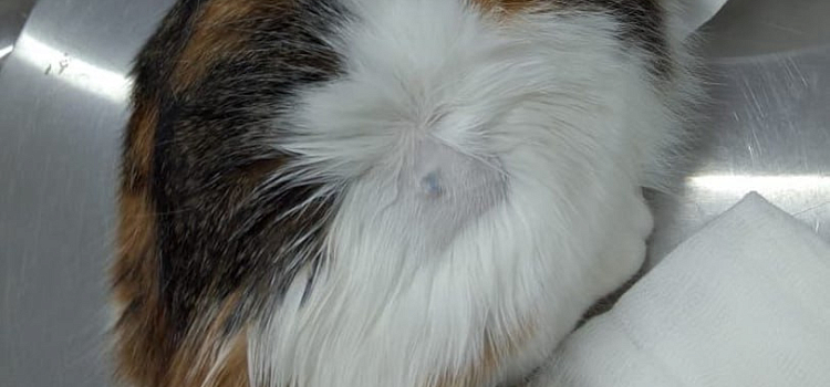 В Ярославской области неизвестный выстрелил в кошку, но об этом стало известно лишь во время осмотра_309694