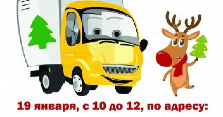 Активисты определили места, где можно сдать елку для Ярославского зоопарка