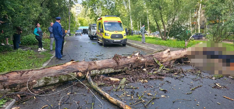 В Ярославле упавшее дерево насмерть придавило человека