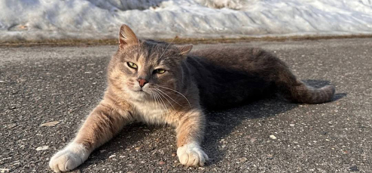 До слёз: в Карабихе пропал кот-талисман музея