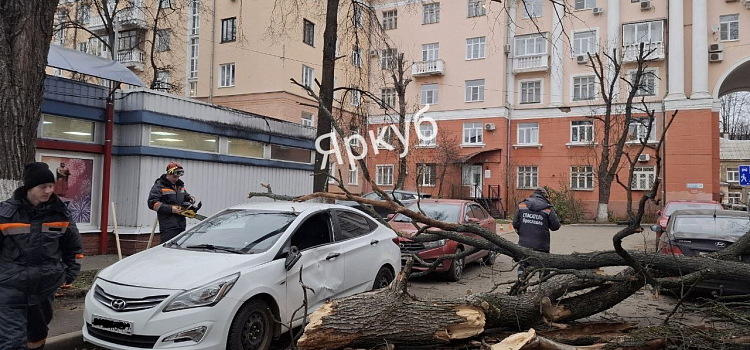 В центре Ярославля дерево рухнуло на припаркованные автомобили_307005